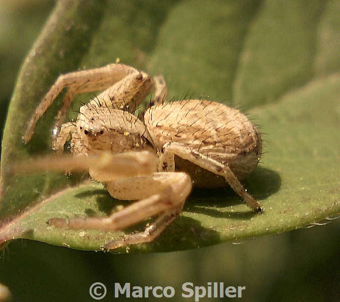 Xysticus sp. - Milano (MI)